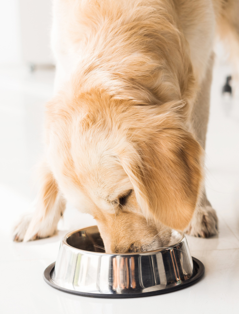rekenkundig Schilderen item Gezonde voedingsadvies voor honden | di Terra Meiga